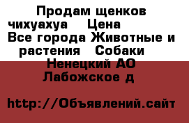 Продам щенков чихуахуа  › Цена ­ 10 000 - Все города Животные и растения » Собаки   . Ненецкий АО,Лабожское д.